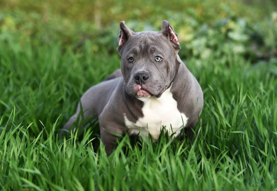 american bully xxl