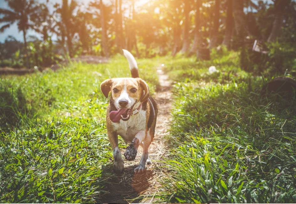 chien constipé huile d olive