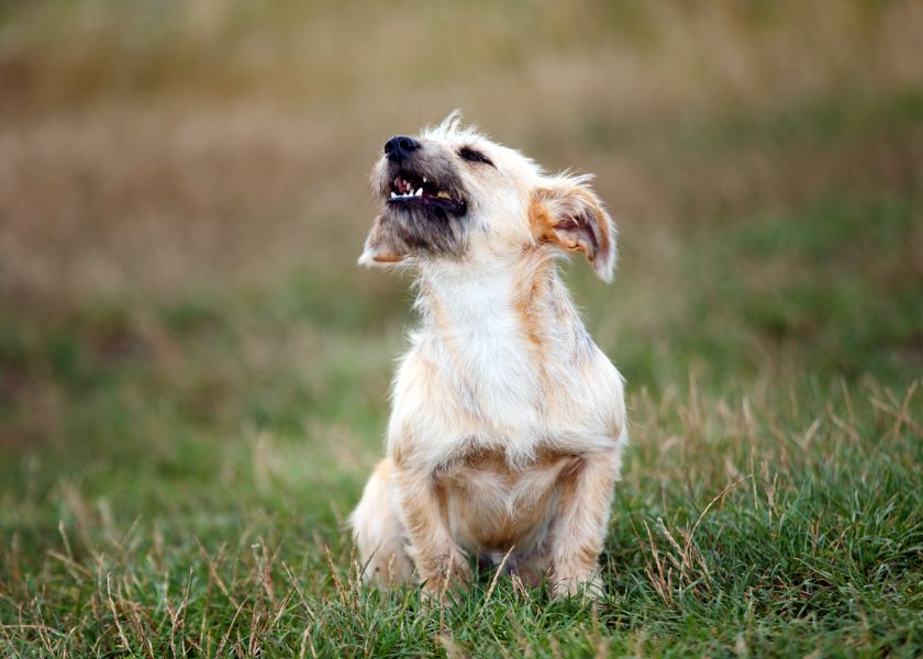 chien qui ne grandit pas