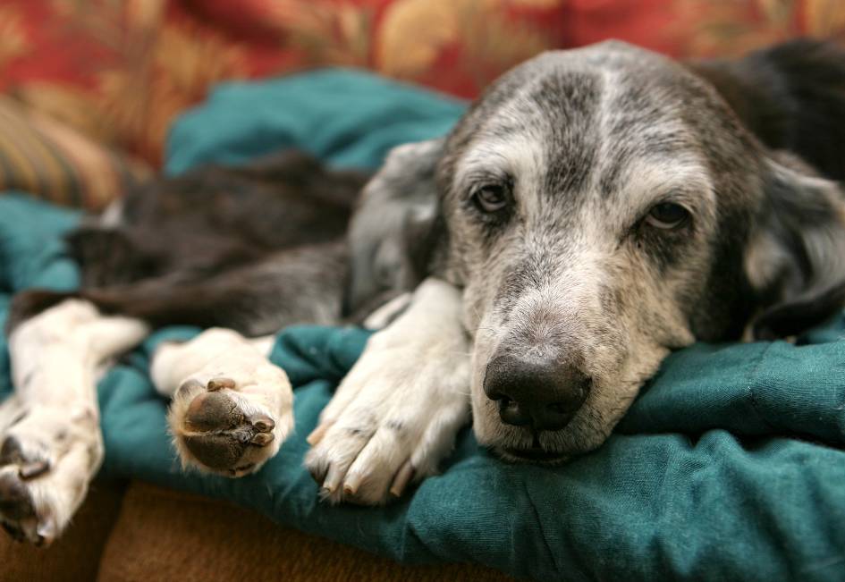 combien de temps peut-on garder un chien mort