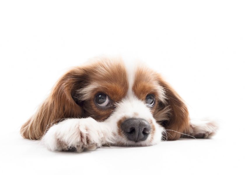 combien de temps un chien peut se retenir