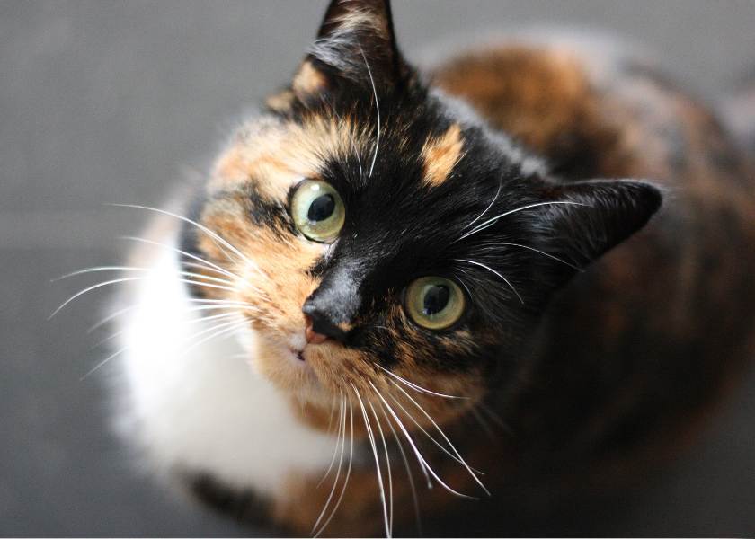 comment calculer l'âge d'un chat