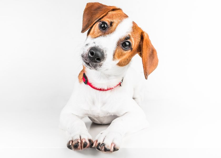 comment punir un jack russel