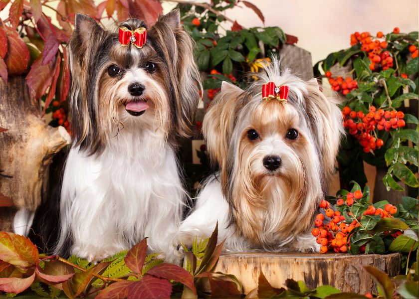 différence entre biewer et yorkshire