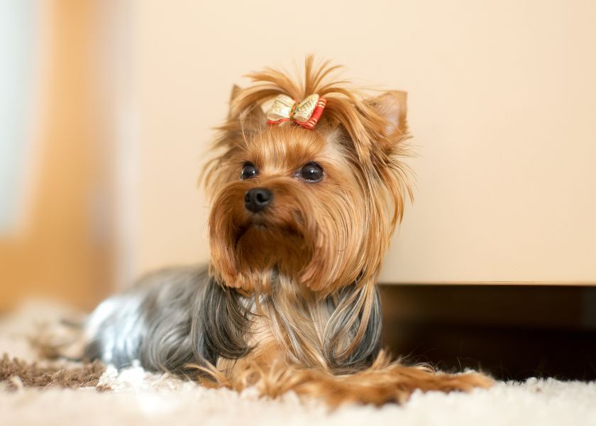 différent type de yorkshire