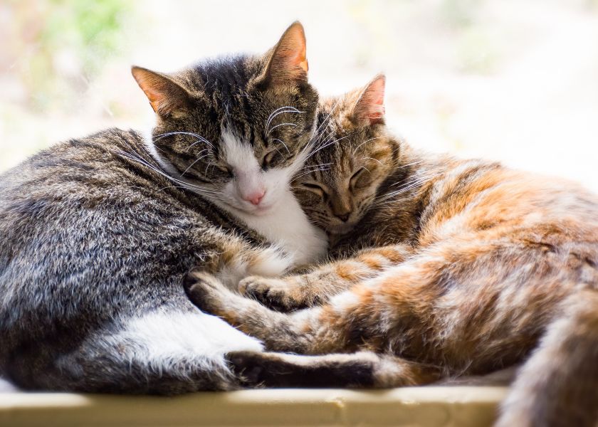 inconvénients d'avoir deux chats