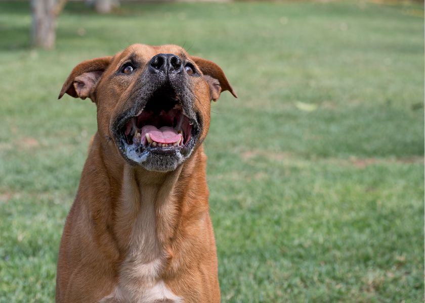 mon chien fait des bruits avec sa gorge