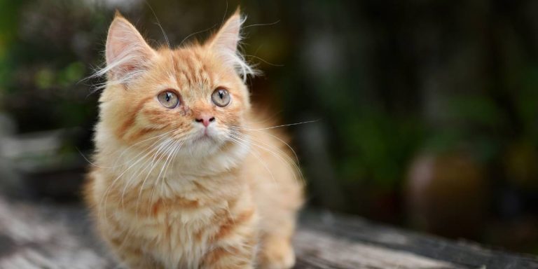 munchkin chaton poils longs