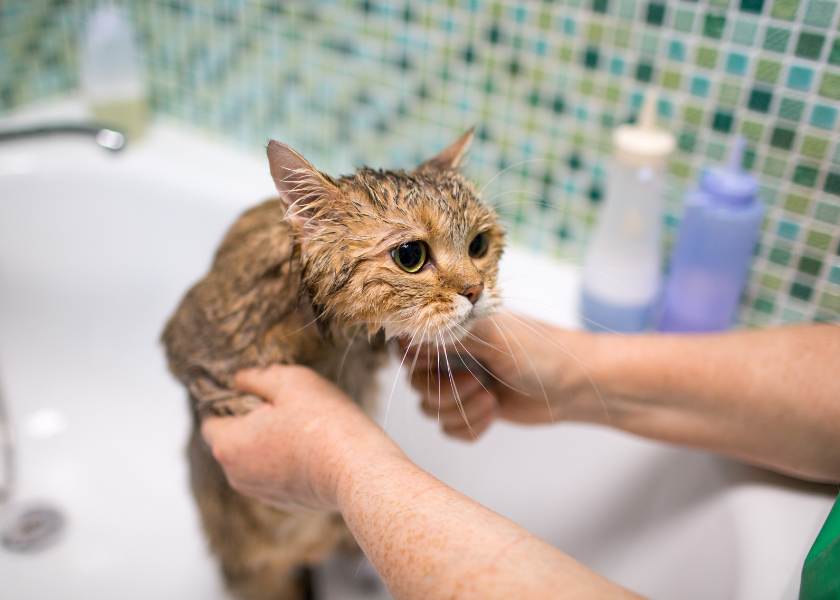 peut on laver un chat avec du shampoing pour humain