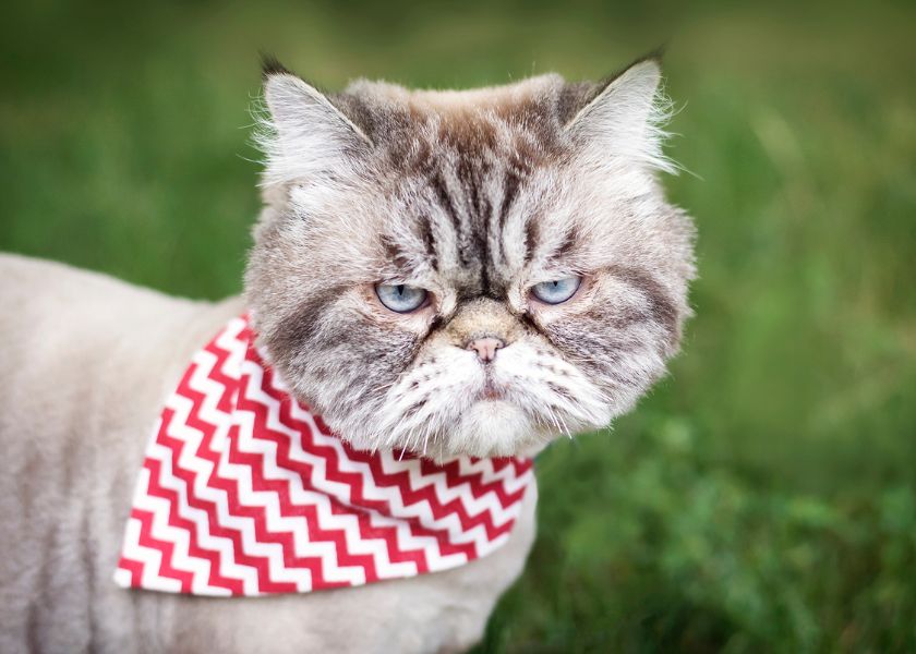 pourquoi mon chat m'attaque les pieds