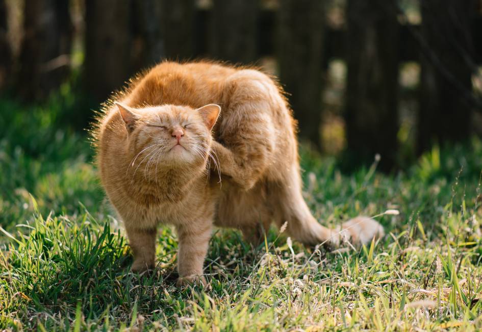 remède de grand-mère démangeaison chat