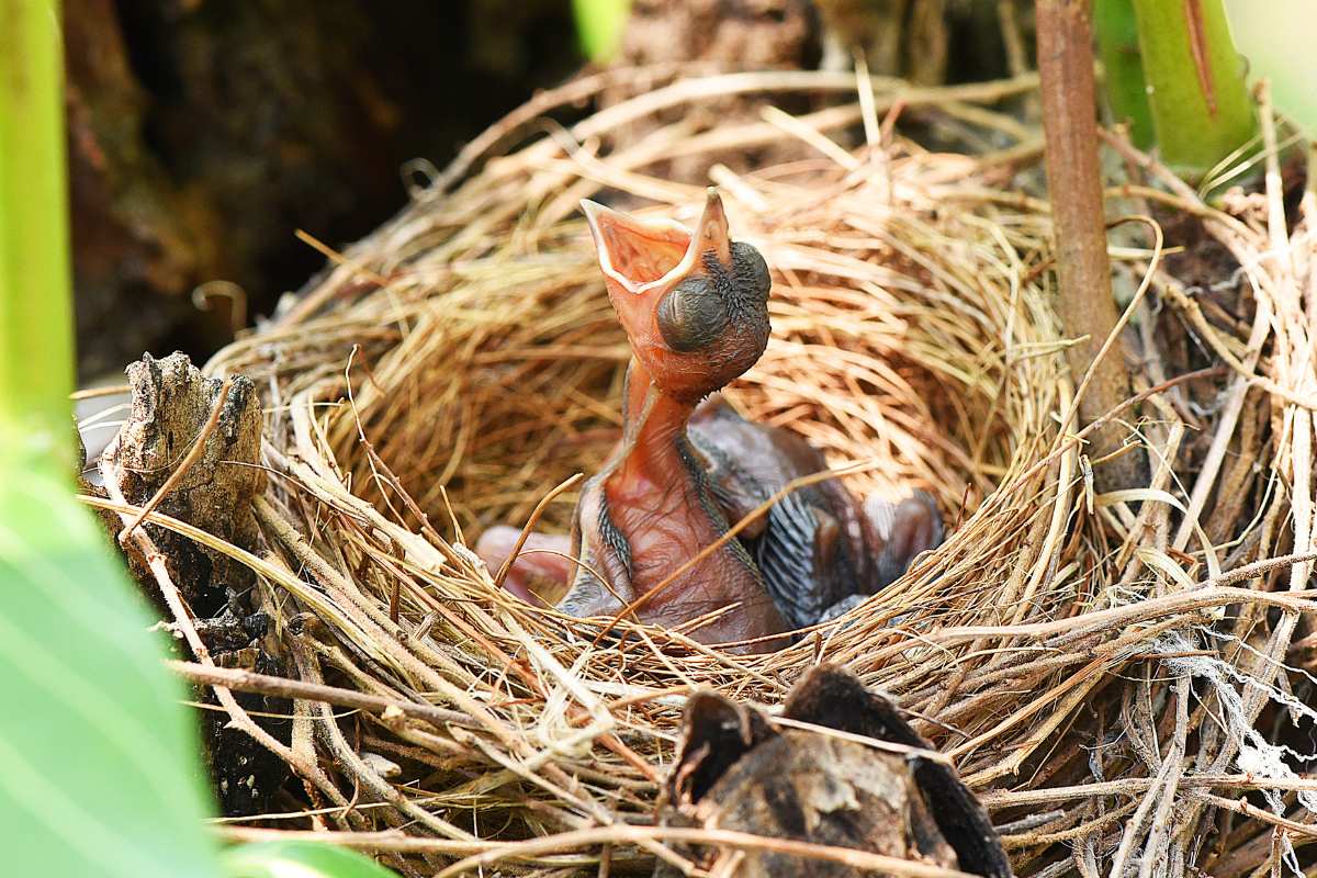 Combien de temps un oisillon peut rester sans manger