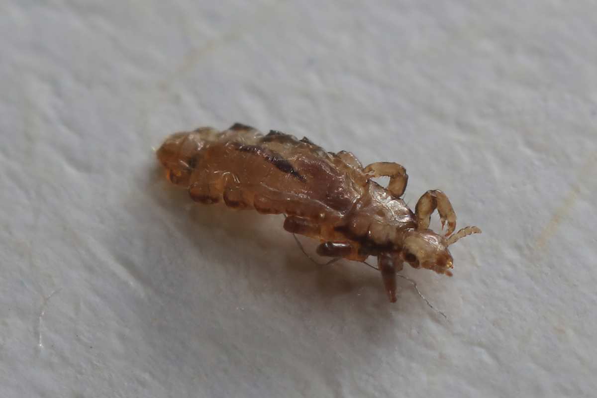 Durée de vie d'un poux sur un oreiller