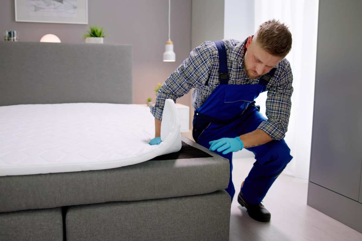 Punaise de lit mesnuisibles