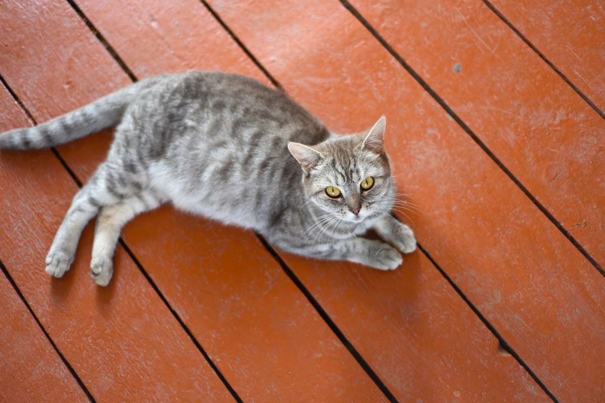 gestation-chatte