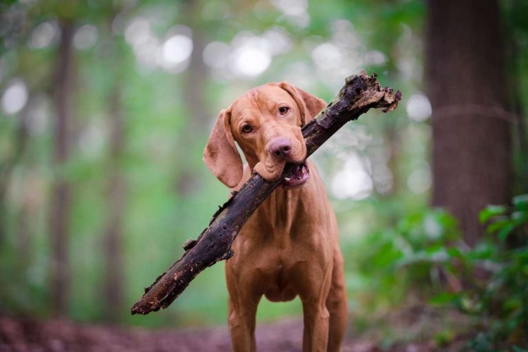 nom-élégant-chienne