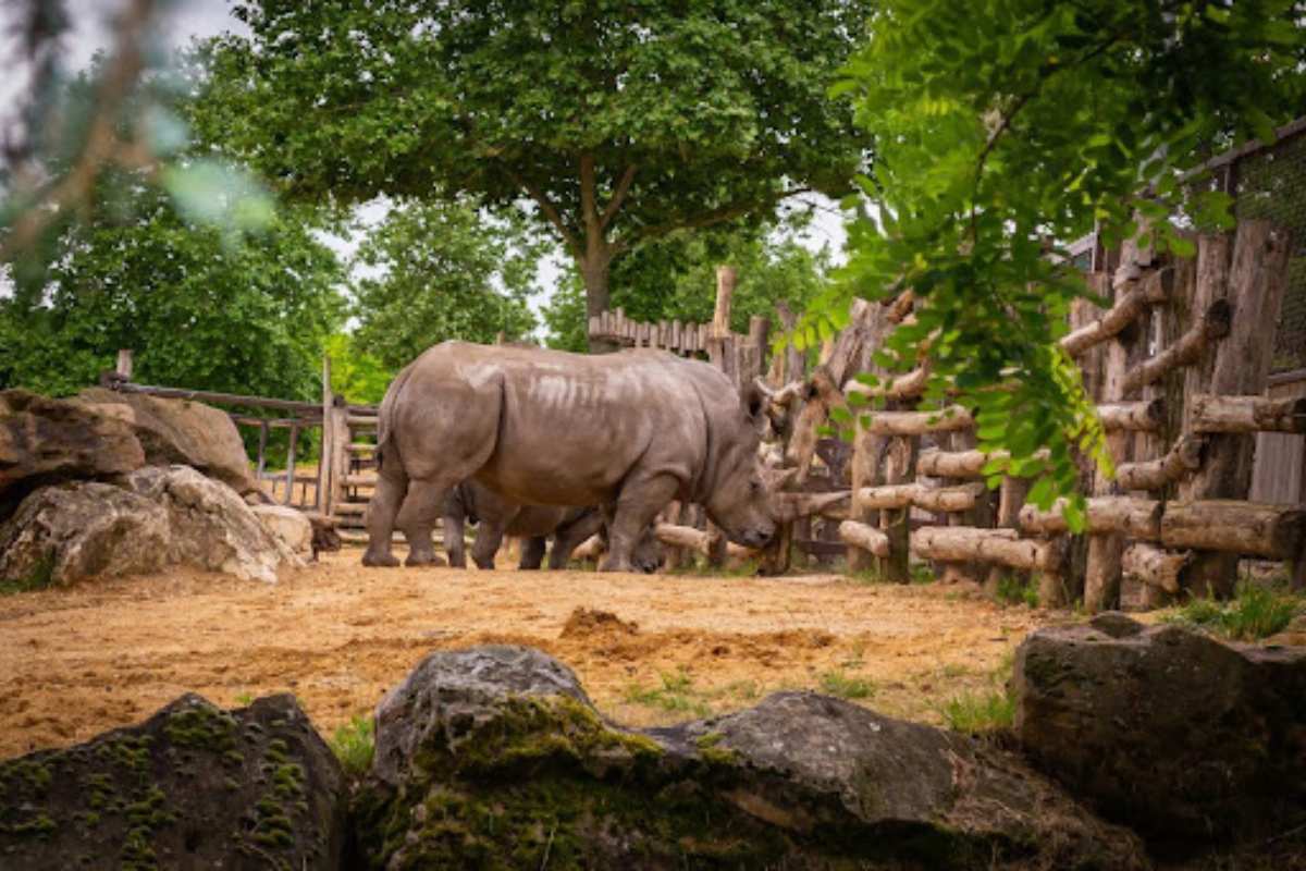 Quels sont les meilleurs zoo en France