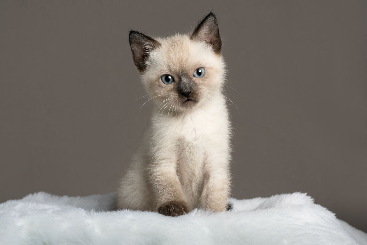 Comment préparer son appartement pour accueillir un chaton ?