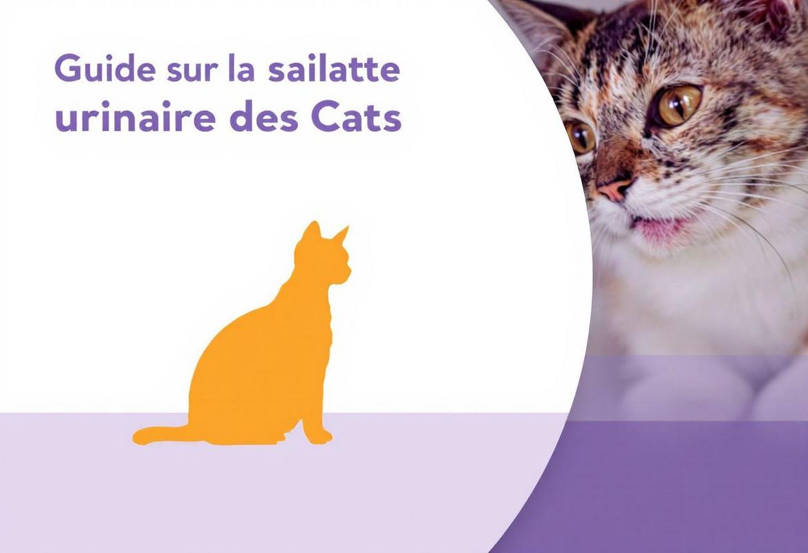 Meilleure croquette pour chat avec problème urinaire - Guide