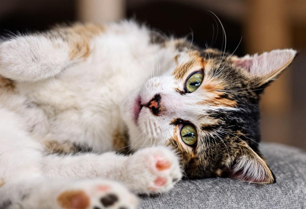 Pourquoi les chats mordent quand on les caresse ?