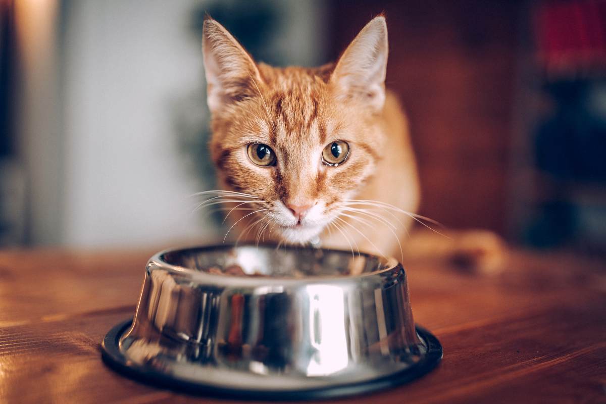 Combien de temps un chat peut-il rester sans manger ?