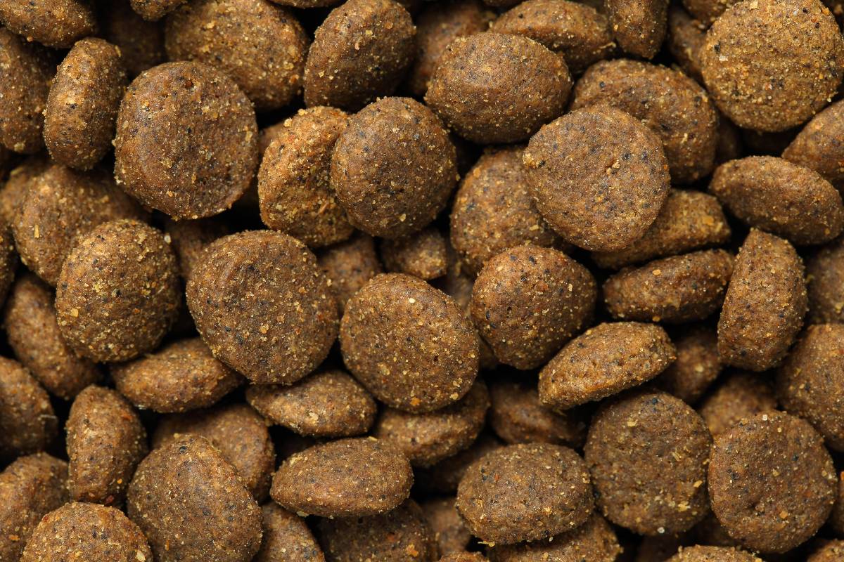 Meilleur distributeur automatique de croquettes pour chat ?