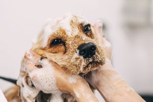 oilettage canin spécialisé : comment dénicher le professionnel qui connaît vraiment votre race ?