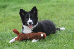 La formation ACACED : les bases indispensables pour travailler avec les animaux