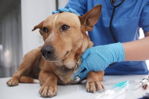 Urgence vétérinaire à Rouen : quand et comment réagir vite ?