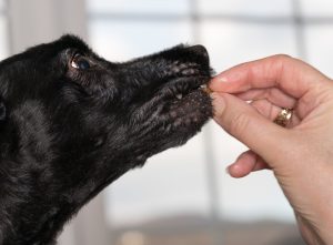 Probiotiques pour chien : à quoi ça sert vraiment ?